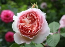 Róża angielska 'Abraham Darby' (AUScot, 'Country Darby'; 1985). Róża angielska