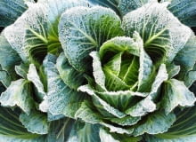 Późne odmiany kapusty, pora i jarmużu bez uszczerbku znoszą lekki mróz