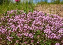 Macierzanka piaskowa (Thymus serpyllum) Macierzanka piaskowa (Thymus serpyllum)