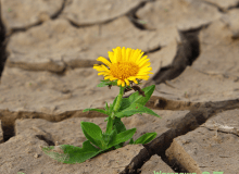 Warszawa w kwiatach i zieleni