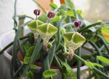 Ceropegia