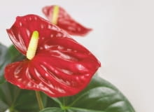 21.11.2007 WARSZAWA SESJA KWIATY CALLA ANTURIUM I SKRZYDLOKWIAT NZ ANTURIUM ANTHURIUM DLA CZASOPISMA KWIETNIK FOT. ARKADIUSZ SCICHOCKI / AGENCJA GAZETA PUBLIKACJA KWIETNIK NR 2 (158) - 2 2008