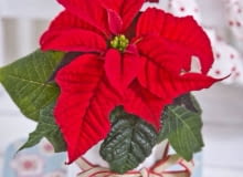 Gwiazda betlejemska Gwiazda betlejemska