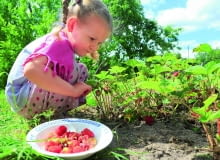 Owoce zbieramy po upływie okresu karencji użytego preparatu. Owoce zbieramy po upływie okresu karencji użytego preparatu.
