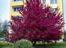 JABLON MALUS WIOSNA OSIEDLE MIESZKANIOWE BLOK BLOKOWISKO OSIEDLE CHOMICZOWKA FOT. ZIEMOWIT WARDECKI / AGENCJA GAZETA SLAJD MALY SLOWA KLUCZOWE: DRZEWA ROSLINY