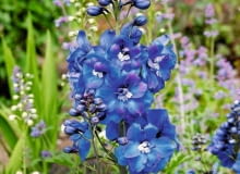 Gdy kwiatostan ostróżki przekwitnie, wytnijmy go, a roślina znów zawiąże pąki.