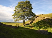 okaz jaworu okaz jaworu