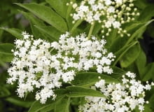Bez czarny (Sambucus nigra) Bez czarny (Sambucus nigra)