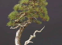 Bonsai z sosny czarnej Bonsai z sosny czarnej