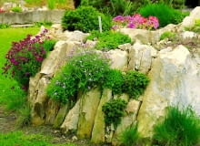 W tym miejscu rośliny mają niewiele ziemi do zapuszczenia korzeni. Rosną tu karłowe iglaki, żagwin, lewizje i rozchodniki SKALNIAK, ogródek skalny