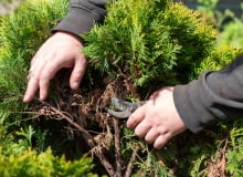 Cięcie tui Cięcie tui