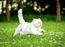 Kot w ogrodzie Kot w ogrodzie