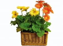 Przy biurku warto ustawić takie rośliny doniczkowe, które korzystnie wpływają na środowisko wokół nas. Oto kwiaty, które nie tylko oczyszczają powietrze z chemicznych zanieczyszczeń, ale też nawilżają je i korzystnie jonizują. <BR />GERBERA Potrzebuje dużo wilgoci, bo jej liście intensywnie parują. Podłoże w doniczce powinno być stale umiarkowanie wilgotne (podlewając, nie moczmy liści). Najbardziej lubi temperaturę około 22 st. C. 01.06.2004 WARSZAWA ARANZACJA ROSLINNA GERBERY WE WNETRZU ROSLINY DONICZKOWE GERBERA ODMIANA TANGERINE I YELLOW DARK CENTRE WIKLINA KOSZ WIKLINOWY DLA PISMA KWIETNIK ARANZACJA ANNA SLOMCZYNSKA FOT. PAWEL SLOMCZYNSKI / AGENCJA GAZETA PUBLIKACJA KWIETNIK NR 9 (117) - 9.2004