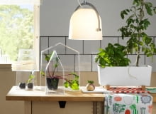 Zioła i rośliny w kuchni. Pomysły na hodowlę zielonych dodatków