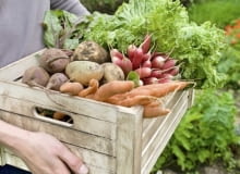 Warzywniak. Przydomowa uprawa pełna zdrowia