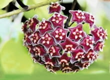 Hoya pubicalyx ' Royal Hawaiian Purple' Hoya pubicalyx ' Royal Hawaiian Purple'