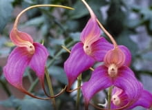 MASDEVALLIA COCCINEA ma różowofioletowe płatki. Roślina osiąga 40 cm wys., a jego kwiatostan 60 cm MASDEVALLIA COCCINEA SLOWA KLUCZOWE: Orchidee Pflanze pink rosafarben