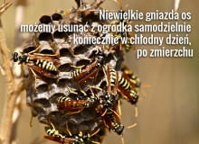 Osy, pszczoły i trzmiele atakują tylko rozdrażnione i w obronie gniazda