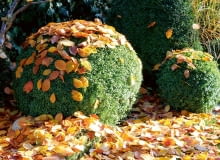 Jesienne porządki w ogrodzie Jesienne porządki w ogrodzie