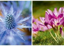 Niebezpieczne rośliny