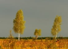 10294408 https bi