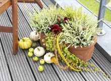 kompozycja jesienna, wrzosy