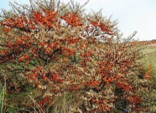 Rokitnik ma cierniste pędy.Utworzony z niego żywopłot będzie dorbym ogrodzeniem Rokitnik ma cierniste pędy.Utworzony z niego żywopłot będzie dorbym ogrodzeniem