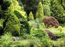 Kondycje krzewów iglastych można poprawić dzięki stosowaniu stymulatorów wzrostu, np. Asahi SL. Kondycje krzewów iglastych można poprawić dzięki stosowaniu stymulatorów wzrostu, np. Asahi SL.