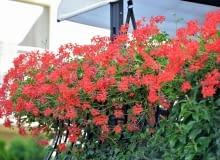 Pelargonia bluszczolistna