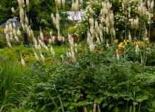 Pluskwica groniasta Pluskwica groniasta