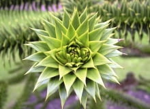 Okazowi tej araukarii uprawianej w donicy obcięto już wierzchołek, bo wyrosła zbyt wysoko