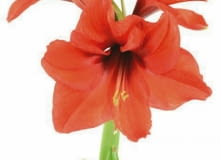 Hipeastrum latem musi przejść w stan spoczynku