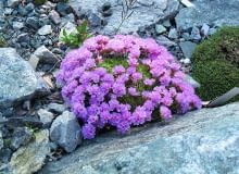 Akantolimon błoniasty dorasta do wysokości 15 cm, a jego poduchowate kępki osiągają szerokość ok. 30 cm. akantolimon błoniasty dorasta do wysokości 15 cm, a jego poduchowate kępki osiągają szerokość ok. 30 cm.