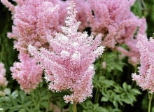 Tawułka Arendsa (Astilbe arendsii) OGROD LESNY , ROSLINA , KWIAT - TAWULKA ( ASTILBE ) FOT. BARBARA PIOTROWSKA PUBLIKACJA OGRODY NR 10 (138) - 10 2010 PUBLIKACJA LADNY DOM NR 9 (155) - 9 2011 SLOWA KLUCZOWE: OGROD ROSLINA PRZYRODA KWIAT ZDJĘCIE DO WKŁADKI: PUBLIKACJA OGRODY NR 10 (138) - CZASOPISMA