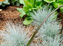 Rośliny zimozielone na balkon - kostrzewa siwa