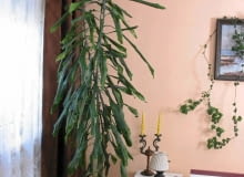 Roślina chce przebić sufit? Skróć jej wierzchołek o kilkadziesiąt centymetrów, a z odcietej części zrób sadzonkę. 09.06.2003 SIERPC KWIATY PANI KRYSTYNA ANISKIEWICZ DO GAZETY KWIETNIK NZ. DRACENA WONNA ROSLINA DONICZKOWA WNETRZE FOT. WOJCIECH SURDZIEL / AGENCJA GAZETA PUBLIKACJA KWIETNIK NR 9 (105) - 9.2003 SLOWA KLUCZOWE: WNETRZA ROSLINY ZDJĘCIE DO WKŁADKI: PUBLIKACJA KWIETNIK NR 9 (105) - CZASOPISMA