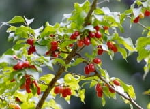 ROSLINA KRZEW DEREN JADALNY CORNUS MAS OWOCE FOT. PIOTR BANASZCZAK PUBLIKACJA OGRODY NR 10 (114) - 10 2008 PUBLIKACJA OGRODY NR 5 (133) - 5 2010