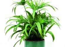 Cyperus involucratus wstawiamy wraz z doniczką do osłonki, w której stale jest woda. Cyperus involucratus wstawiamy wraz z doniczką do osłonki, w której stale jest woda.