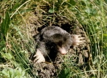 Kret kret fot. wiktor pawlowski