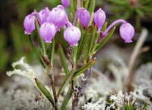 Różowe kwiaty modrzewnicy zwyczajnej mają kształt zwisających dzbaneczków. Pojawiają się w maju i pozostają na krzewinkach do czerwca Różowe kwiaty modrzewnicy zwyczajnej mają kształt zwisających dzbaneczków. Pojawiają się w maju i pozostają na krzewinkach do czerwca