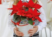 Gwiazda betlejemska Gwiazda betlejemska