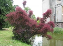 15.06.2004 KORNIK ARBORETUM PERUKOWIEC FOT. KAROLINA SIKORSKA / AGENCJA GAZETA