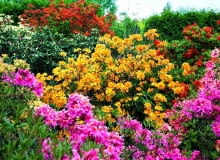 Obok pięknych kwiatów azalii i różaneczników nie można przejść obojętnie... 12.05.2009 PISARZOWICE SZKOLKA KRZEWOW OZDOBNYCH - EUGENIUSZ PUDELEK FOT. MICHAL MUTOR / AGENCJA GAZETA