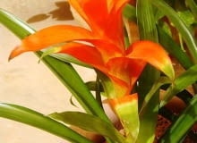 Guzmania wittmachii, kwiatostan guzmania