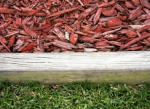 Barwiona kora sosonowa Barwiona kora sosonowa