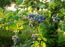 Borówka amerykańska