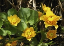 kaczeniec 'Multiplex' 01.05.2003 WARSZAWA OGROD PRYWATNY ROSLINY WIELOLETNIE BYLINY WODNE KNIEC BLOTNA KACZENIEC CALTHA PALUSTRIS ODMIANA PELNA KWIATY CALA ROSLINA FOT PAWEL SLOMCZYNSKI / AGENCJA GAZETA SLOWA KLUCZOWE: ROSLINY