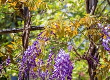 PĘDY GLICYNII często same zaplatają się o siebie, tworząc rodzaj warkocza. Zastępuje on pień i wzmacnia stabilność rośliny.