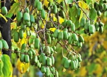 Kiwi z własnego ogrodu. ODMIANY AKTINIDII OSTROLISTNEJ: 'Jumbo' ceniona jest za bardzo duże smaczne owoce;