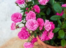 RÓŻE. Do niedużych donic balkonowych najlepiej nadają się róże miniaturowe lub okrywowe. RÓŻE. Do niedużych donic balkonowych najlepiej nadają się róże miniaturowe lub okrywowe.